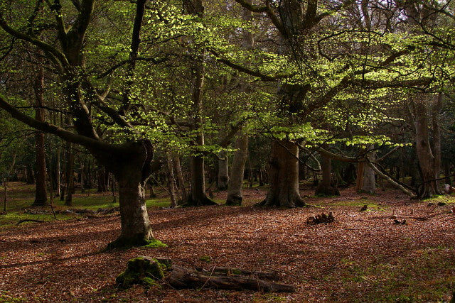 Using Drones to help Forestry Management
